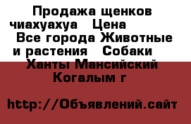 Продажа щенков чиахуахуа › Цена ­ 12 000 - Все города Животные и растения » Собаки   . Ханты-Мансийский,Когалым г.